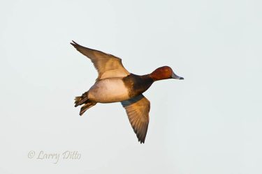 Redhead (Aythya americana) drake landing, Texas