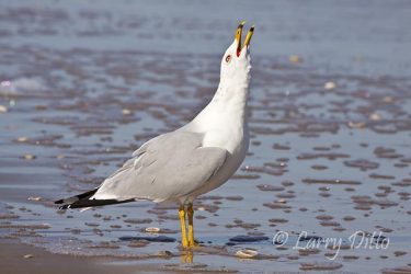 Ring-billed Gull challenging another over the remains of a fish carcass on Boca Chica Beach, Texas