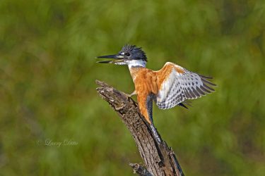 Ringed Kingfisher, male landing