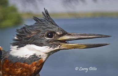 Close view of Ringed Kingfisher, a common resident along the Rio Grande below Falcon dam to the Gulf of Mexico and the largest of the 3 kingfisher species inhabiting the lower Rio Grande near Roma Bluffs World Birding Center.