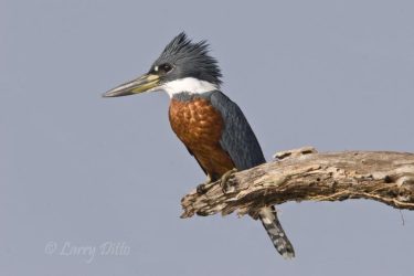Ringed Kingfisher (Ceryle torquata), male perched, s. Texas/NE Mexico