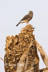 Roadside Hawk (Buteo magnirostris) with leg band, perched on dead palm tree on Rancho Los Ebanos near Tepeguaje, Tamaulipas, Mexico on the Gulf of Mexico