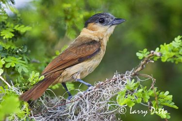 Rose-throated Becard (Pachyramphus aglaiae) female at nest, s. Texas