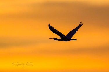 Roseate Spoonbill at sunset