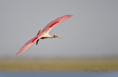Roseate Spoonbill in flight