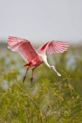 Roseate Spoonbill landing in mesquite trees on National Audubon Society's Green Island Sanctuary in the Laguna Madre, Texas.