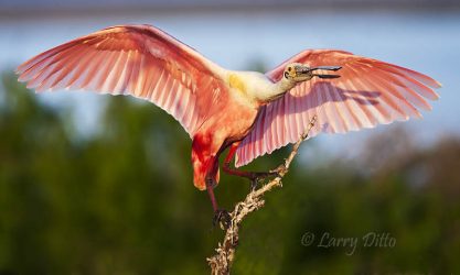Roseate Spoonbill landing, island in the Laguna Madre, Texas