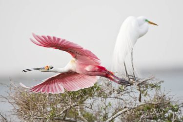 Roseate Spoonbill on takeoff