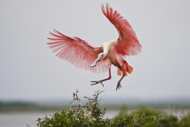Roseate Spoonbill landing at nest, Laguna Madre, Texas