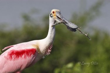 Roseate Spoonbill with nest material in bill