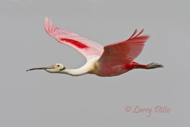 Roseate Spoonbill in flight, spring
