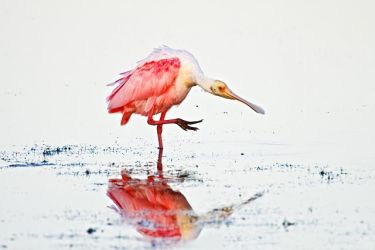 Roseate Spoonbill (Ajaia ajaja) feeding and preening in the Laguna Madre at sunrise by the South Padre Island World Birding Center, Texas