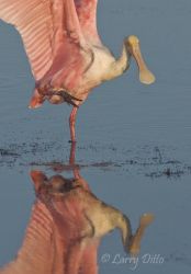 Roseate Spoonbill (Ajaia ajaja) feeding and preening in the Laguna Madre at sunrise near the Laguna Atascosa National Wildlife Refuge