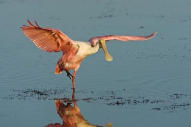 Roseate Spoonbill (Ajaia ajaja) landing on the tidal flats of the Laguna Madre at sunrise by the South Padre Island World Birding Center, Texas