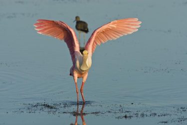 Roseate Spoonbill (Ajaia ajaja) landing near a lesser yellowlegs in the Laguna Madre at sunrise by the South Padre Island World Birding Center, Texas