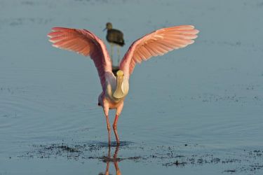Roseate Spoonbill (Ajaia ajaja) landing near a lesser yellowlegs in the Laguna Madre at sunrise by the South Padre Island World Birding Center, Texas