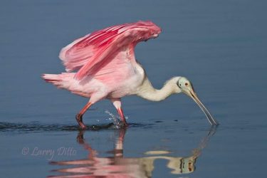 Roseate Spoonbill