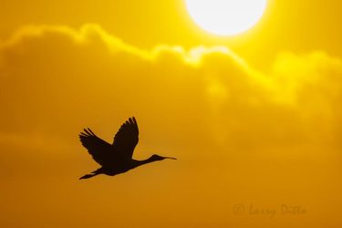 Roseate Spoonbill at sunrise