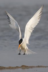 Royal Tern in breeding plumage, landing, Texas coast