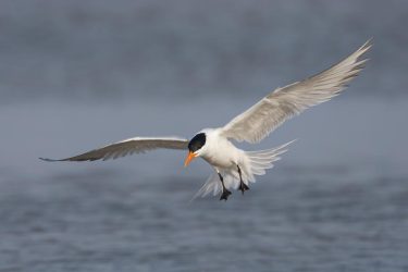 Royal Tern in flight