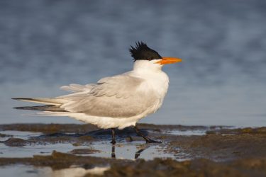 Royal Tern on beach by bay, Texas, spring