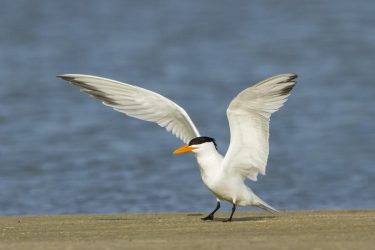 Royal Tern landing on beach, Texas coast