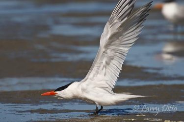 Royal Tern stretching, SPI