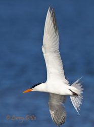 Royal Tern (Sterna maxima) adult in flight