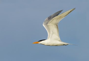 Royal Tern in flight