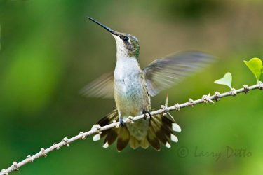 Hummingbird takeoff