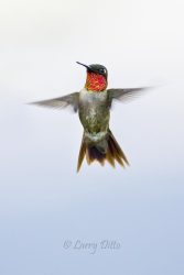 Ruby-throated Hummingbird (Archilochus colubris) male hovering, Texas