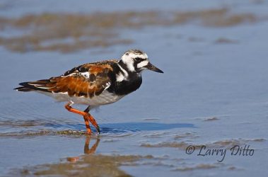 Ruddy Turnstone