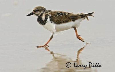 Ruddy Turnstone (Arenaria interpres) on beach, s. Texas, autumn