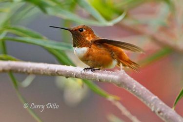 Rufous Hummingbird male perched