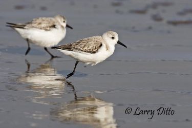 Sanderling (Calidris alba) winter plumage, Boca Chica Beach near the mouth of the Rio Grande, south Texas, March. This one-legged bird was as fast as the others