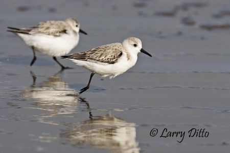 Sanderling (Calidris alba) winter plumage, Boca Chica Beach near the mouth of the Rio Grande, south Texas, March. This one-legged bird was as fast as the others