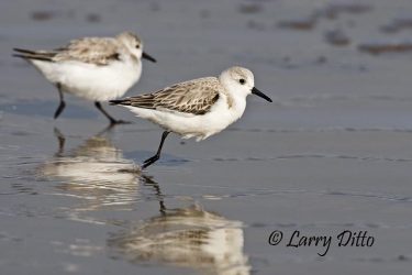 Sanderling (Calidris alba) winter plumage, Boca Chica Beach near the mouth of the Rio Grande, south Texas, March. This one-legged bird was as fast as the others