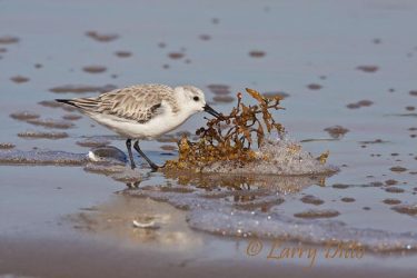 Sanderling