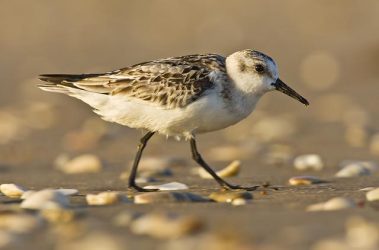 Sanderling on a shell beach, South Padre Island, Texas at sunrise