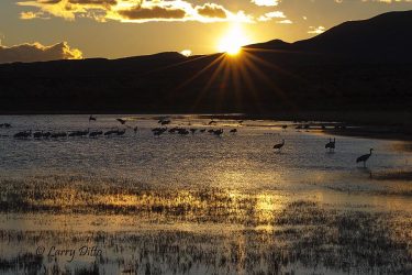 Sandhill Cranes lading at roost