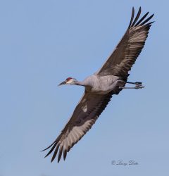 Sandhill Crane in flight