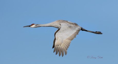 Sandhill Crane in flight