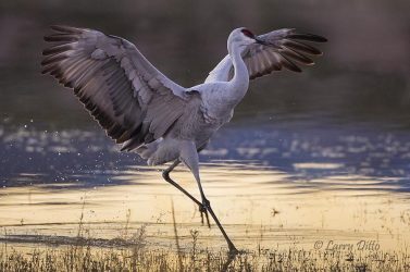 Sandhill Crane landing at roost