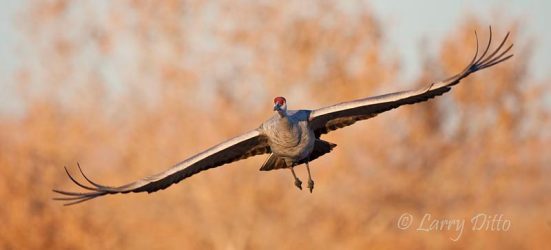 Sandhill Crane landing