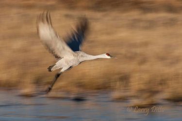 Sandhill Crane