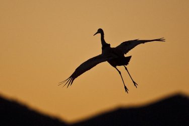 sandhill crane