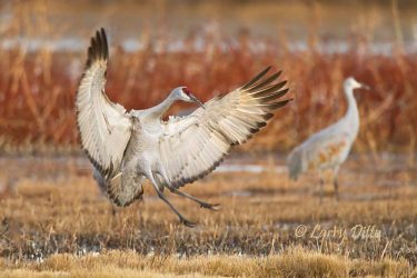 Sandhill Crane landing