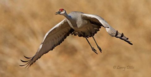 Sandhill Crane in flight