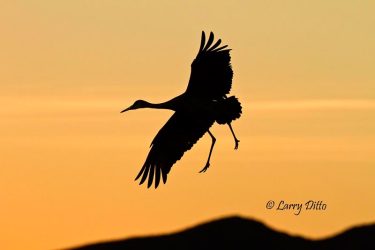 Sandhill Crane landing, NM