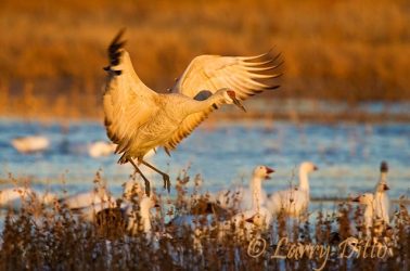 Sandhill Crane (Grus canadensis) in flight